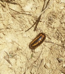 Glomeridae