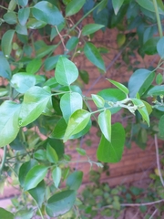 Jasminum
