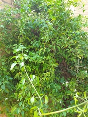 Jasminum