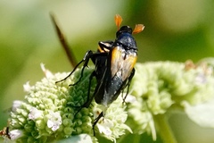 Macrosiagon dimidiata