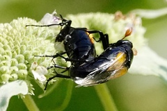 Macrosiagon dimidiata