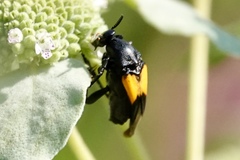 Macrosiagon dimidiata