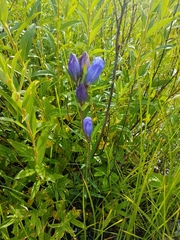 Gentiana triflora