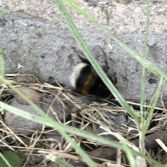 Bombus