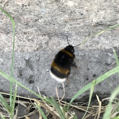 Bombus