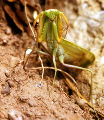 Sphodromantis lineola