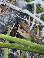 Pituophis vertebralis