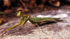 Sphodromantis lineola