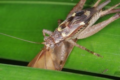 Cardiodactylus admirabilis