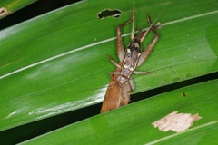 Cardiodactylus admirabilis