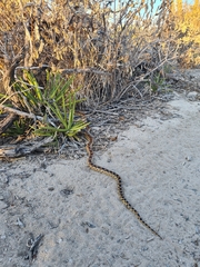 Pituophis vertebralis