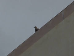 Streptopelia tranquebarica