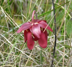 Sarracenia