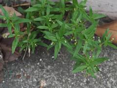 Oldenlandia corymbosa