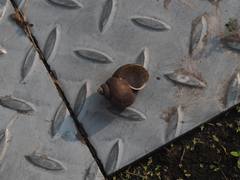 Pomacea canaliculata