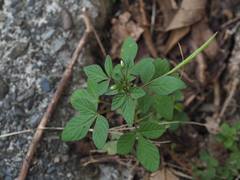 Cleome rutidosperma