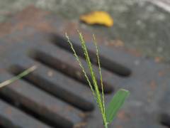 Digitaria sanguinalis