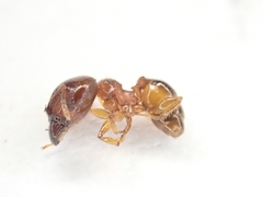 Pheidole punctulata