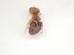 Pheidole punctulata