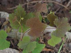 Ampelopsis glandulosa