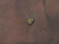 Bradybaena similaris