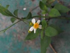 Bidens alba