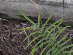 Pteris vittata