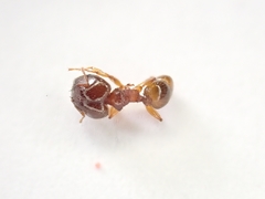 Pheidole punctulata