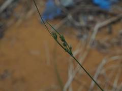 Fimbristylis dichotoma