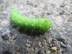 Eacles imperialis pini