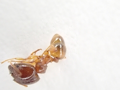 Pheidole punctulata