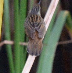 Helopsaltes certhiola