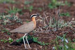 Cursorius coromandelicus