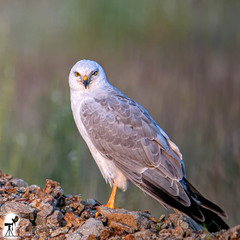 Pallid Harrier - Photo (c) Uday Agashe, some rights reserved (CC BY-NC), uploaded by Uday Agashe