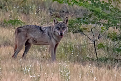 Canis lupus pallipes