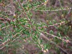 Dillwynia uncinata
