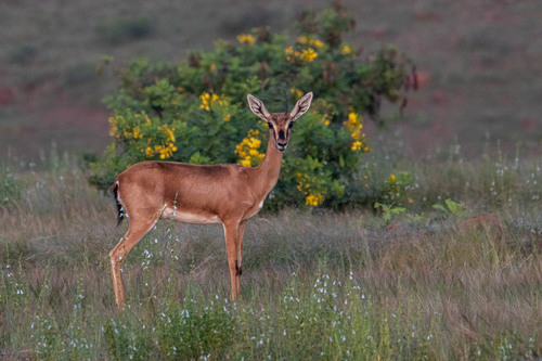 Indian Gazelle