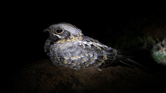 Caprimulgus asiaticus