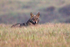 Canis lupus pallipes