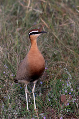 Cursorius coromandelicus