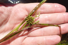 Sparganium angustifolium