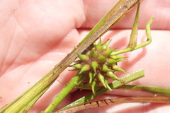 Sparganium angustifolium