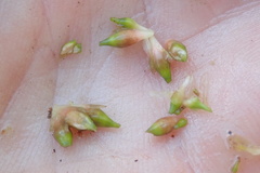 Sparganium angustifolium