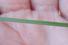 Sparganium angustifolium