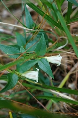 Tripterospermum luzonense