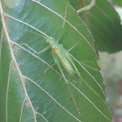 Meconema meridionale