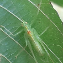 Meconema meridionale