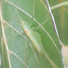 Meconema meridionale