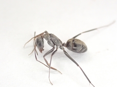 Camponotus cosmicus