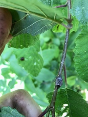 Podisus serieventris